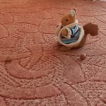 phoca_thumb_m_veverky mikul 1 Fotogalerie